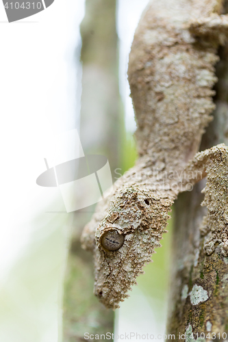 Image of Perfectly masked mossy leaf-tailed gecko