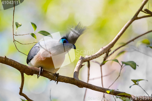 Image of Atractive bird Crested coua (Coua cristata)