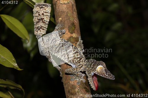 Image of Giant leaf-tailed gecko, Uroplatus fimbriatus