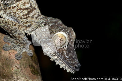Image of Giant leaf-tailed gecko, Uroplatus fimbriatus
