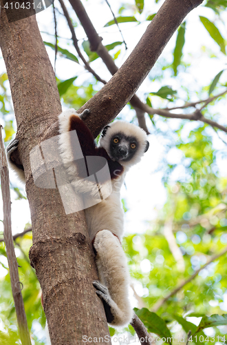 Image of Lemur Coquerel\'s sifaka (Propithecus coquereli)