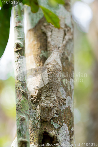 Image of Perfectly masked mossy leaf-tailed gecko