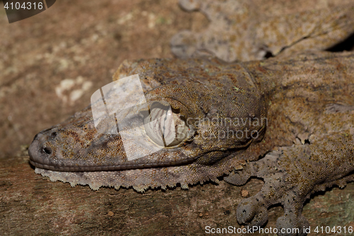 Image of Giant leaf-tailed gecko, Uroplatus fimbriatus