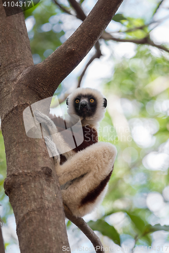 Image of Lemur Coquerel\'s sifaka (Propithecus coquereli)