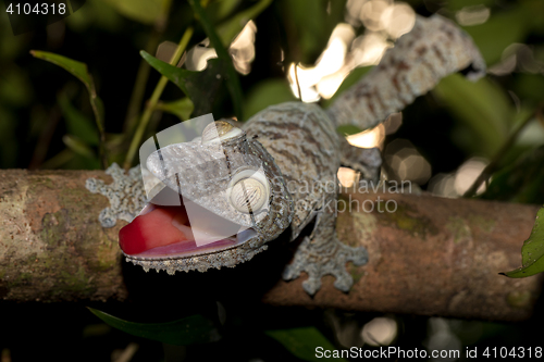 Image of Giant leaf-tailed gecko, Uroplatus fimbriatus