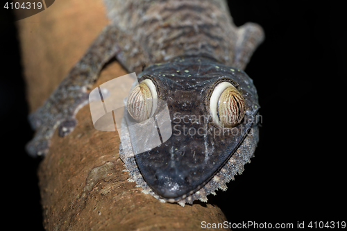 Image of Giant leaf-tailed gecko, Uroplatus fimbriatus