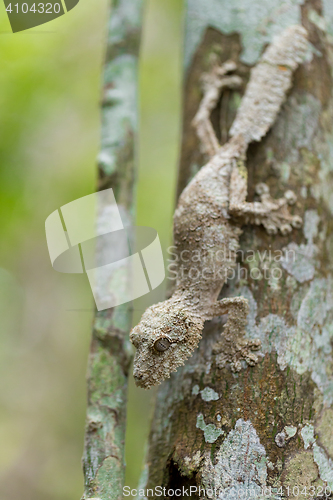 Image of Perfectly masked mossy leaf-tailed gecko