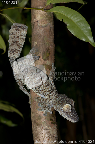 Image of Giant leaf-tailed gecko, Uroplatus fimbriatus