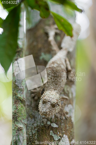 Image of Perfectly masked mossy leaf-tailed gecko