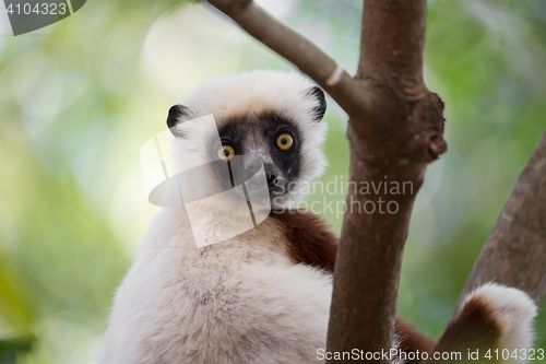 Image of Lemur Coquerel\'s sifaka (Propithecus coquereli)