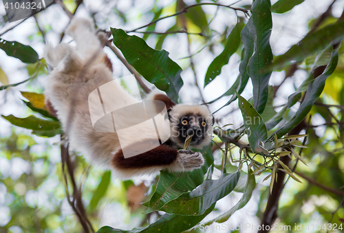 Image of Lemur Coquerel\'s sifaka (Propithecus coquereli)