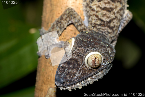 Image of Giant leaf-tailed gecko, Uroplatus fimbriatus