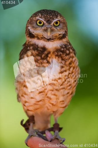 Image of Burrowing owl