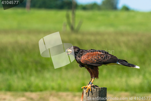 Image of Harris hawk sitting on a wooden pole