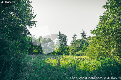 Image of Green trees in the spring in a forest