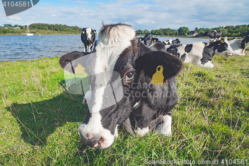 Image of Cow lying in the green grass