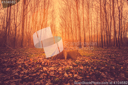 Image of Tree stump in a forest sunrise