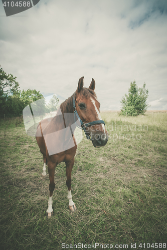 Image of Brown horse on a green meadow