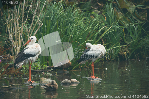 Image of Stork couple by a river