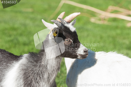 Image of Kid goat with black spots on a rural meadow