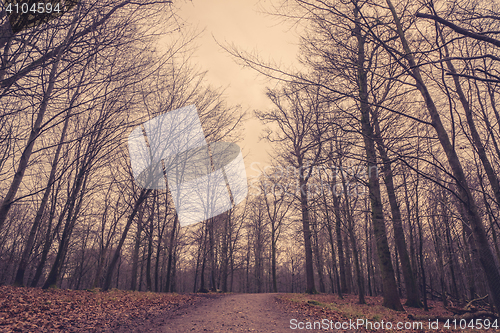 Image of Path in the forest at dawn