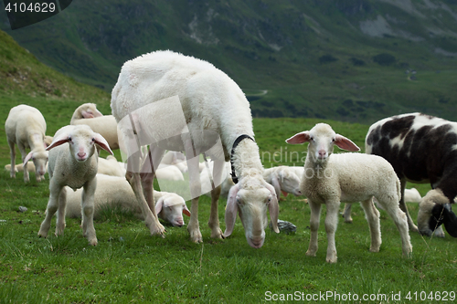 Image of Sheeps at the Gruenwaldkopf, Obertauern, Austria