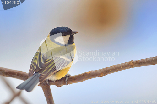 Image of Titmouse (Parus major) on a peak of branch