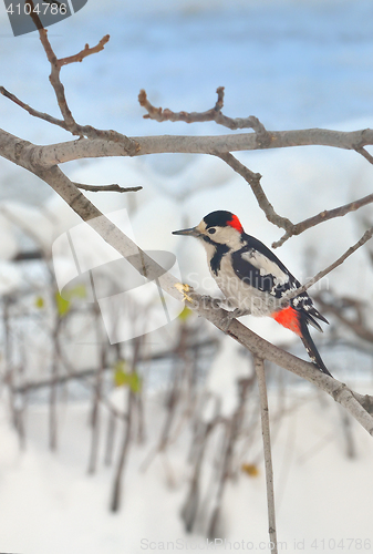 Image of Great Spotted Woodpecker