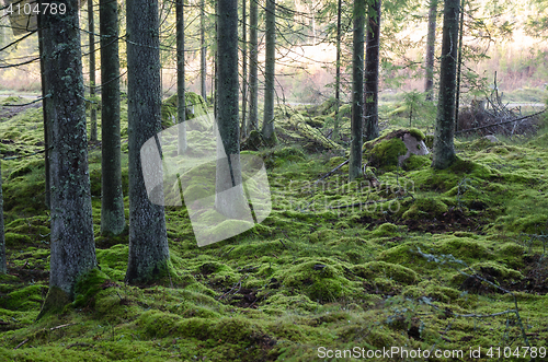 Image of Mossy green forest