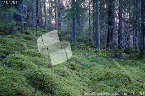 Image of Old untouched coniferous forest