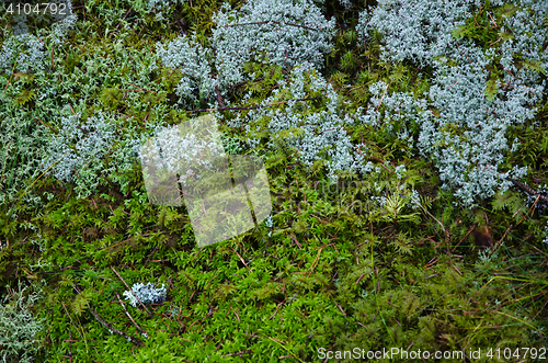 Image of Mossy forest ground