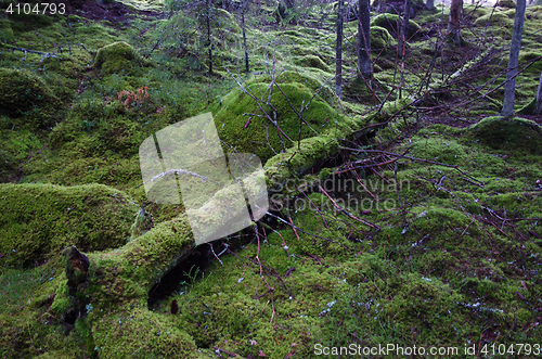 Image of Fallen mossy tree trunk