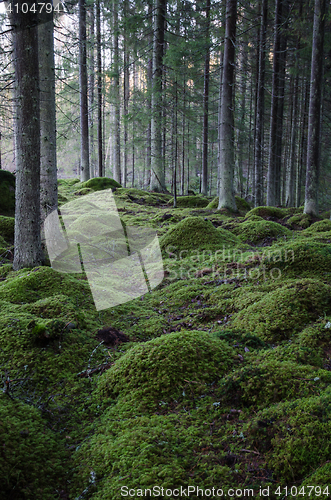 Image of Moss-grown rocks in a coniferous forest