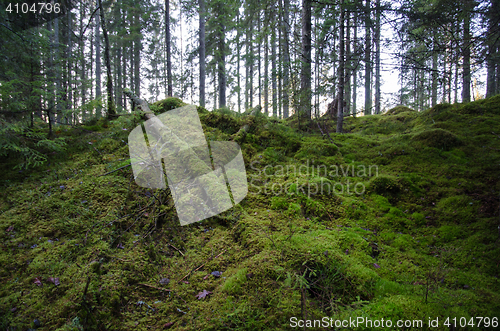 Image of Untouched old forest