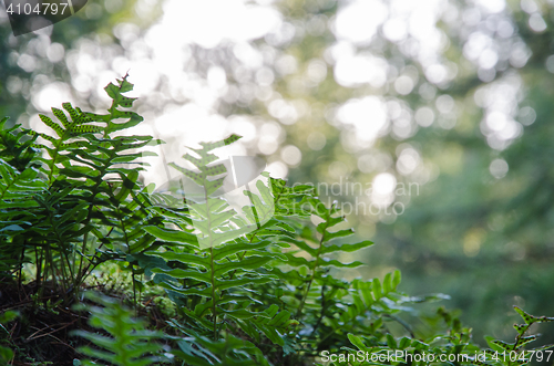 Image of Green lush bracken closeup