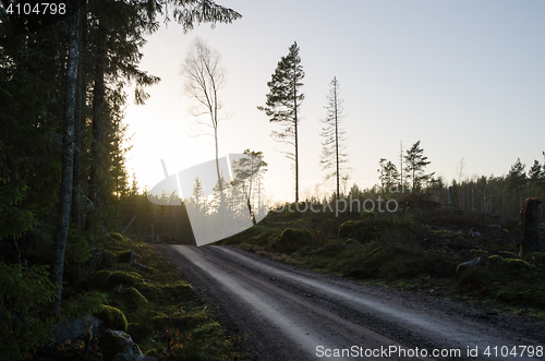 Image of Gravel road through a forest by twilight