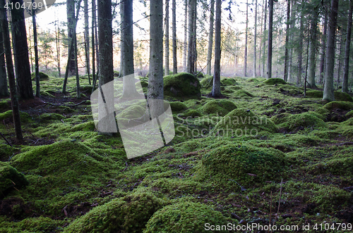 Image of Old forest with soft green ground