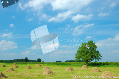 Image of Summer Landscape