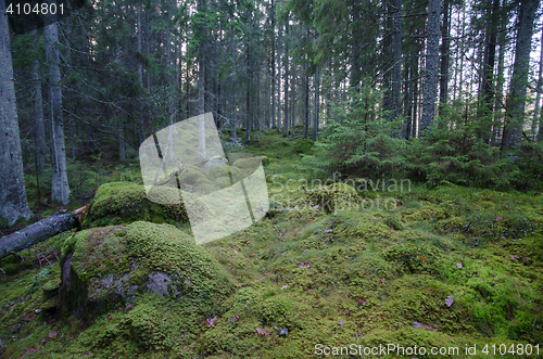 Image of Scene from an old untouched coniferous forest