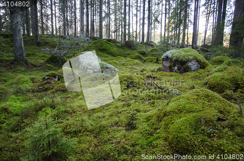 Image of Untouched and mossy forest ground