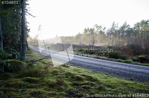 Image of Gravel road through a coniferous forest