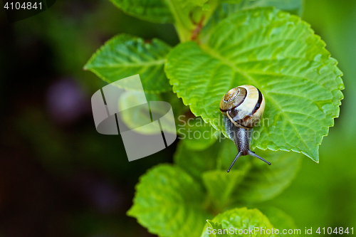 Image of Snail hanging on a green leaf