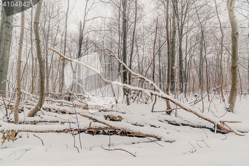 Image of Scandinavian forest in the winter