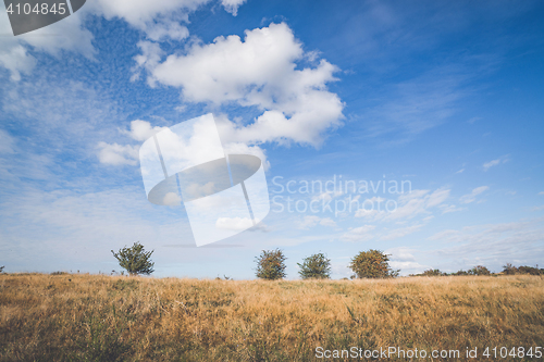 Image of Bushes with berries on a row