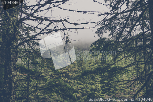 Image of Spooky forest with pine trees