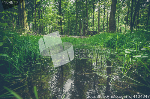 Image of Forest puddle with water reflection