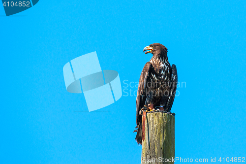 Image of Haliaeetus albicilla eagle looking for prey