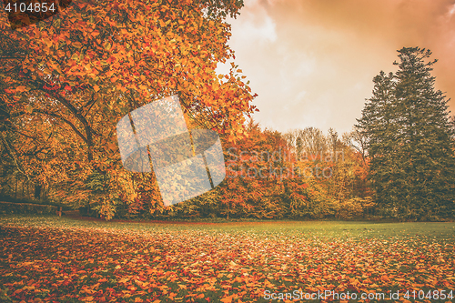 Image of Autumn leaves in a park