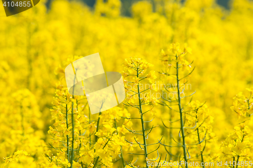 Image of Rapeseed flowers close-up on a field