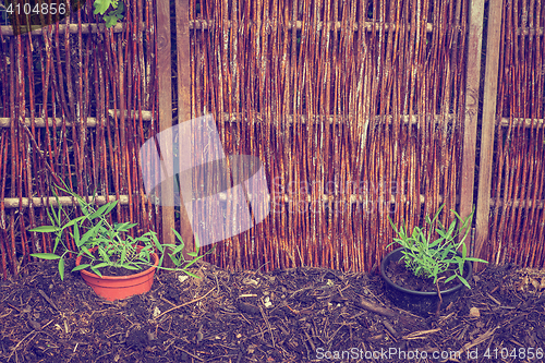 Image of Garden with green plants